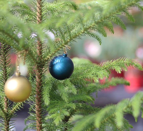 Norfolk Island Pine