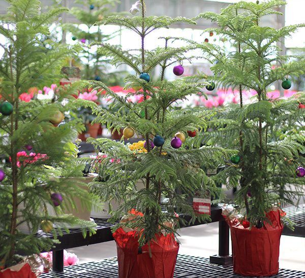 Norfolk Island Pine