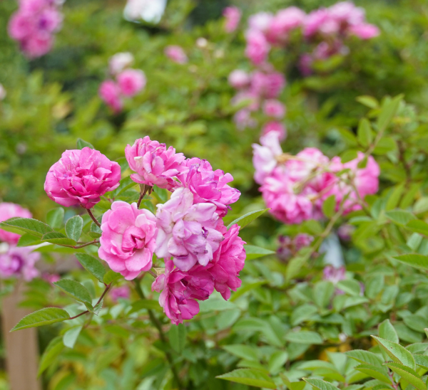 Peggy Martin Rose