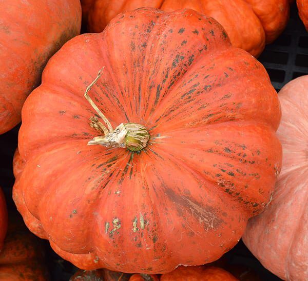 Cinderella Pumpkin