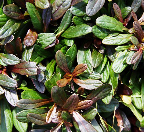 Chocolate Chip Ajuga