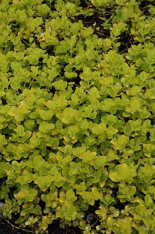 golden creeping jenny