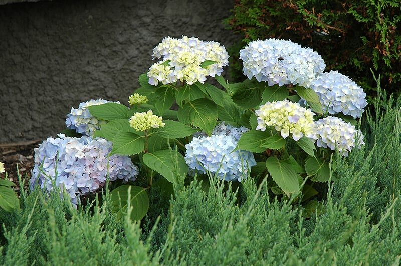 Endless Summer® Hydrangea Plant