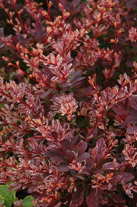 rose glow Japanese barberry