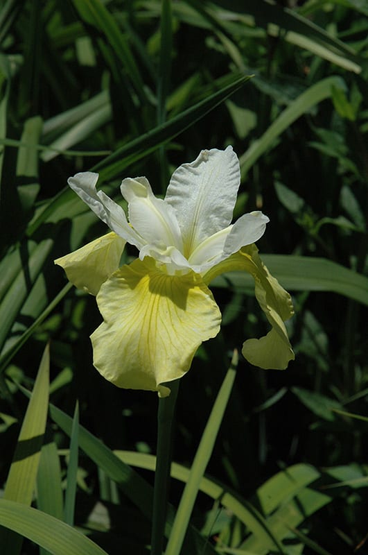 butter and sugar Siberian iris