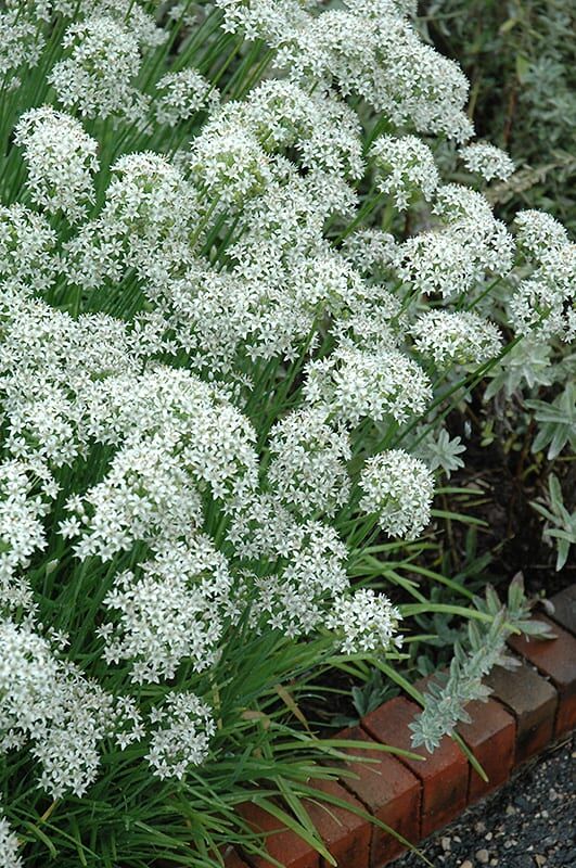 garlic chives