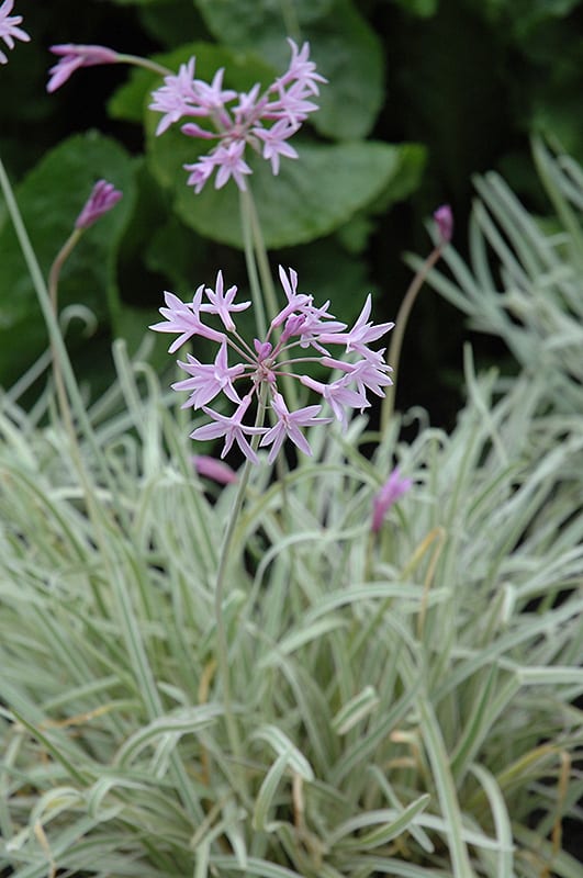 tricolor variegated society garlic