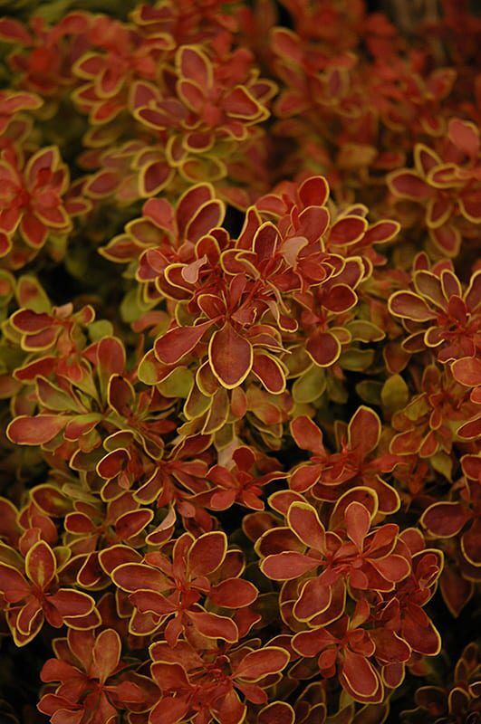 admiration Japanese barberry