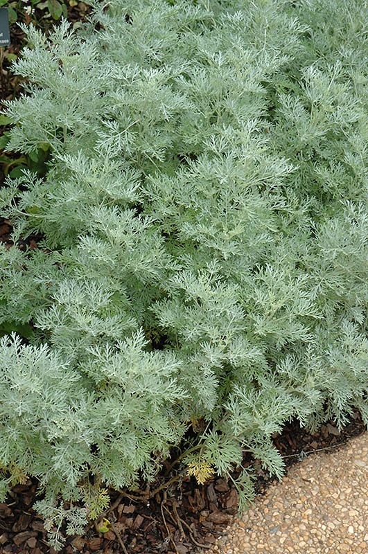 powis castle artemesia