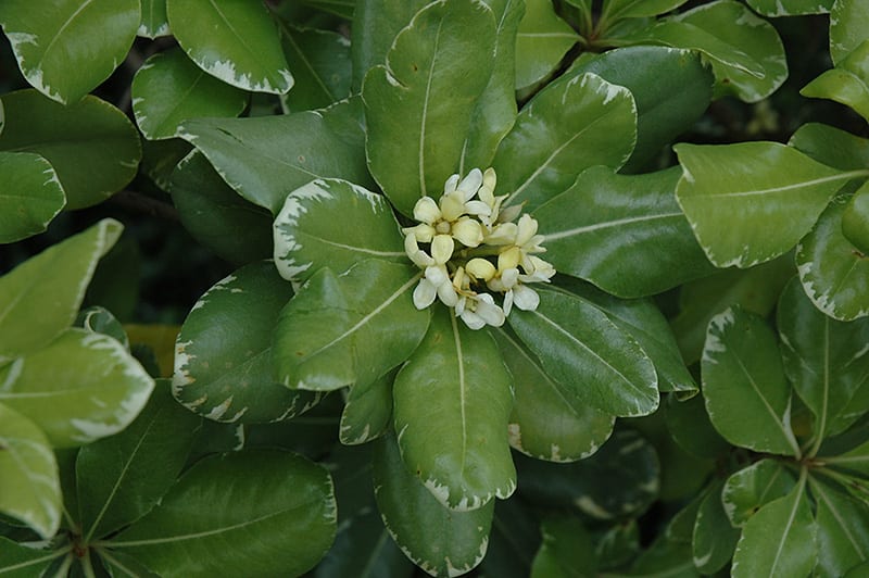 variegated mock orange