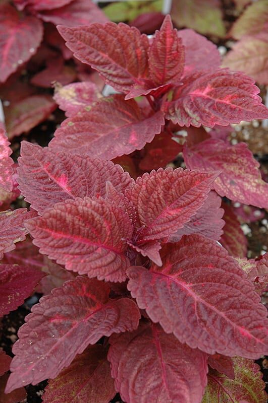 colorblaze royal glissade coleus