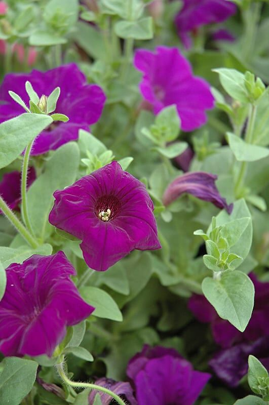 supertunia royal velvet petunia