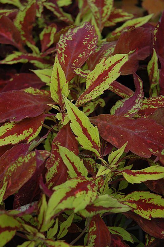 pineapple coleus