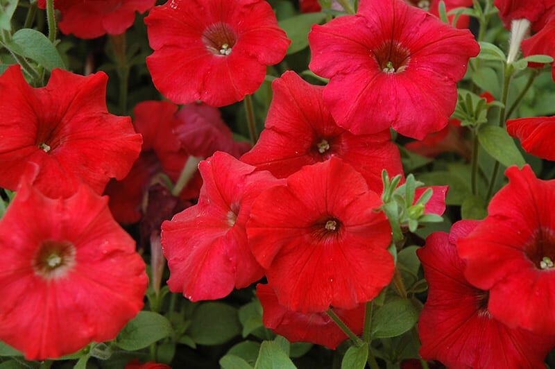 easy wave red petunia