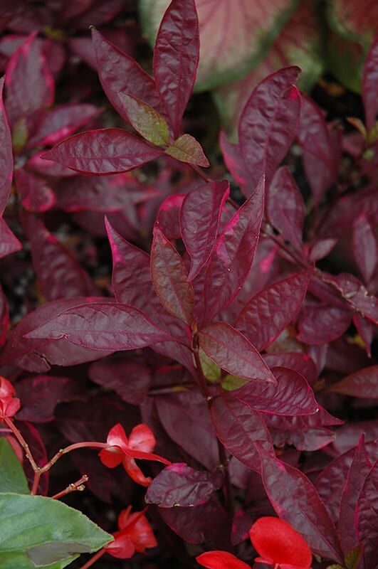 Brazilian red hots alternanthera