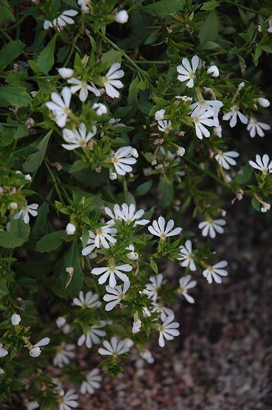 Bombay white fan flower