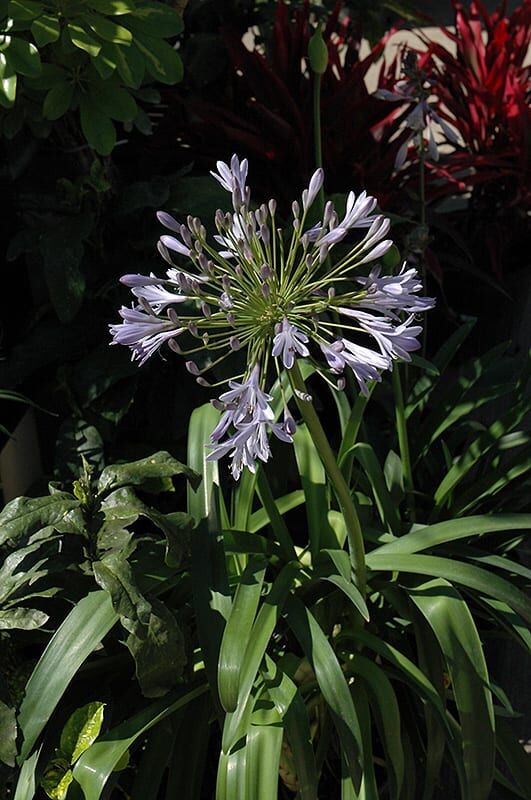 Peter Pan agapanthus