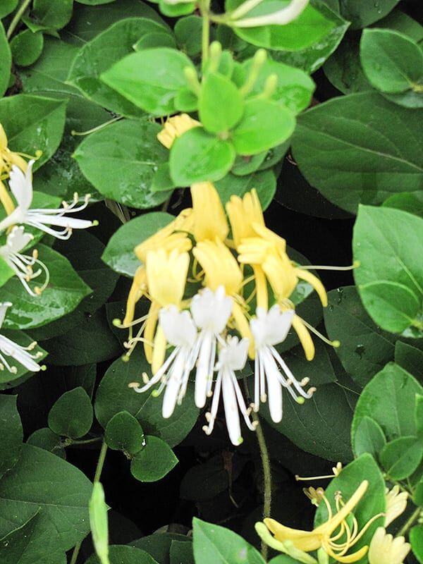 halls Japanese honeysuckle