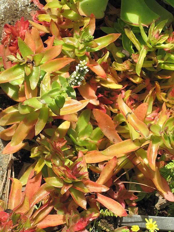 campfire crassula