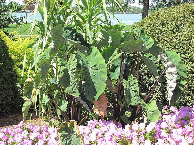 black stem elephant ear