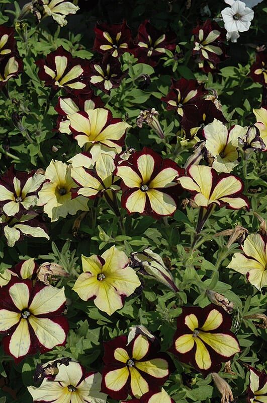 crazytunia star jubilee petunia