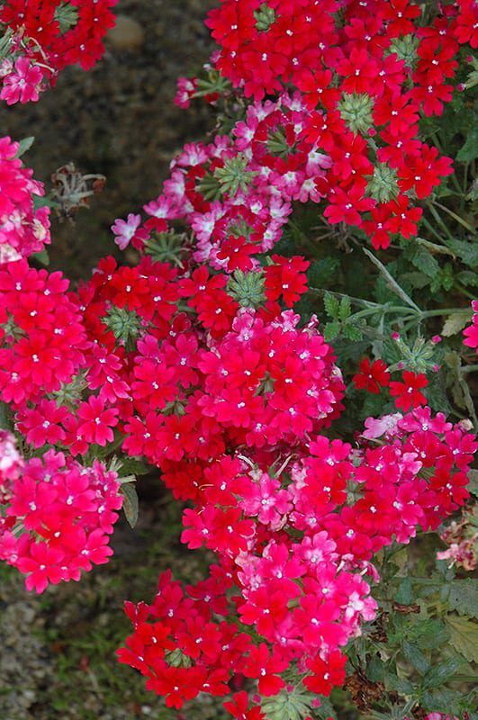 lanai twister red verbena