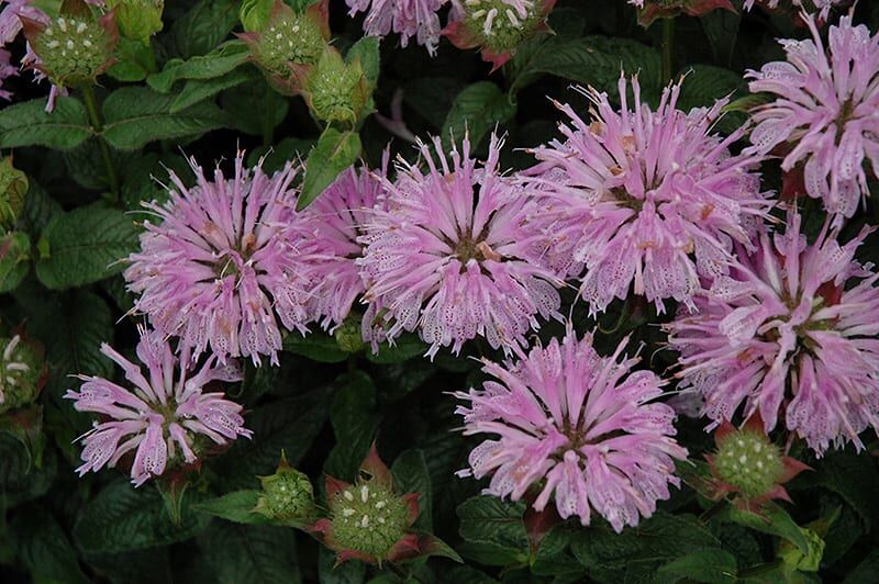 balmy lilac beebalm