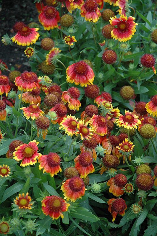 arizona sun blanket flower