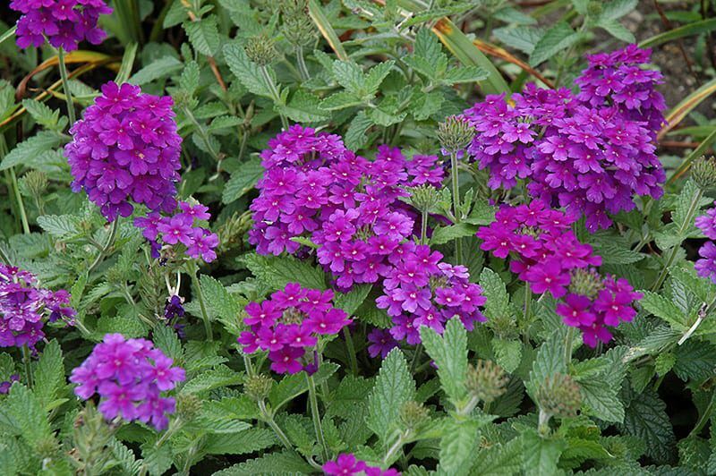 endurascape purple verbena