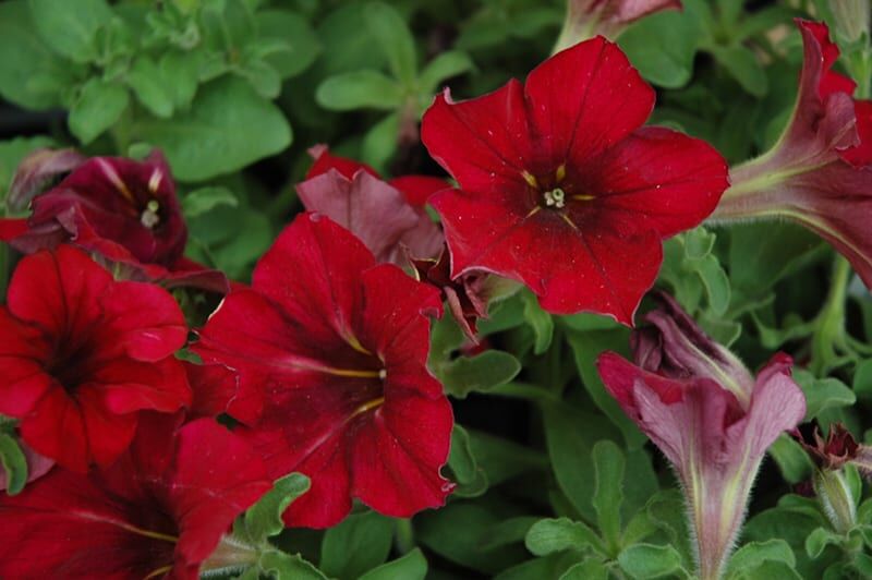 crazytunia mandevilla petunia