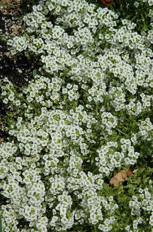 snow princess alyssum