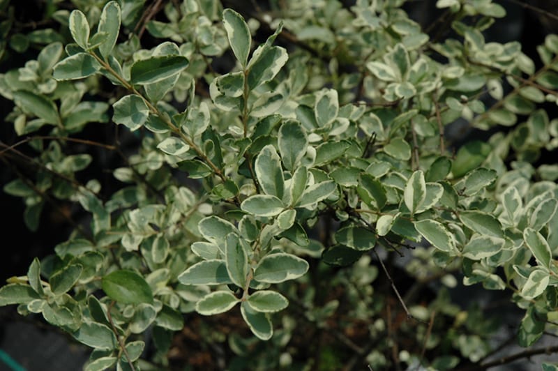 variegated privet