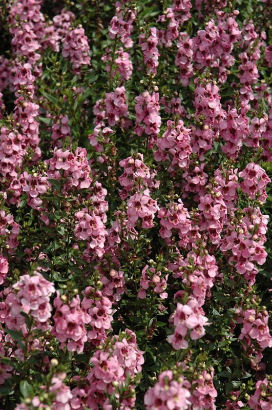 pink angelonia