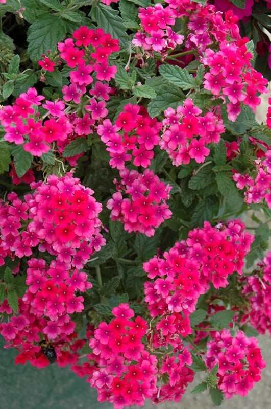 endurascape hot pink verbena