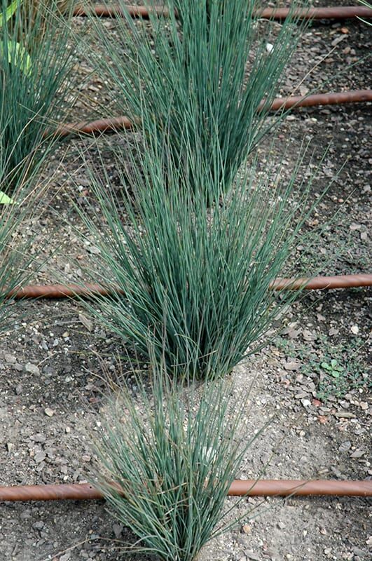 blue dart juncus