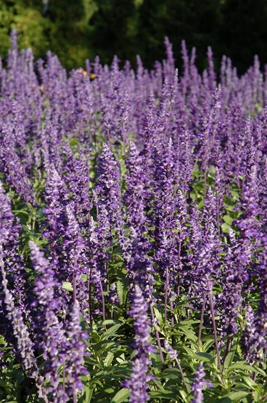 Victoria Blue Salvia