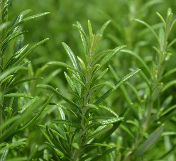 hardy rosemary