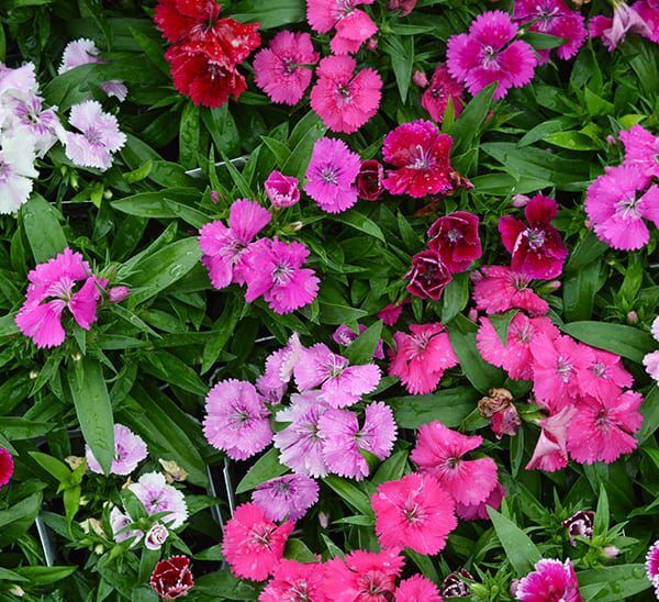 ideal select dianthus