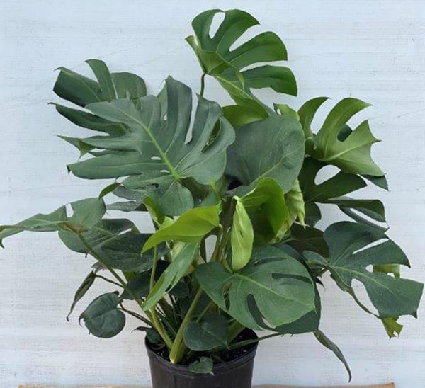 monstera deliciosa plant