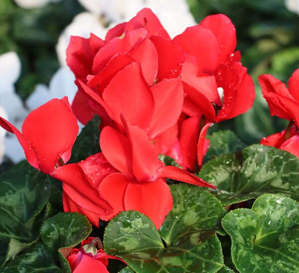 red cyclamen blooms