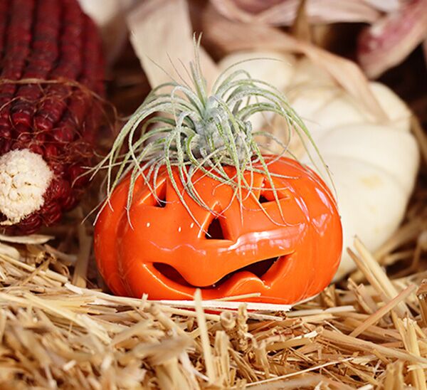 tillandsia halloween pumpkin on top of straw bale