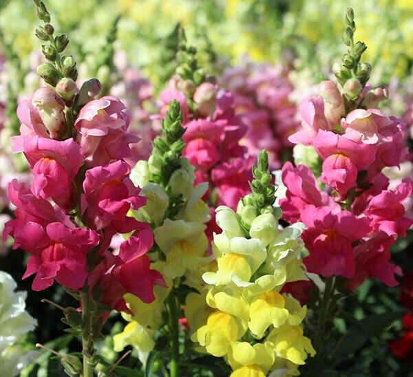 Assortment of Snapdragons in various colors