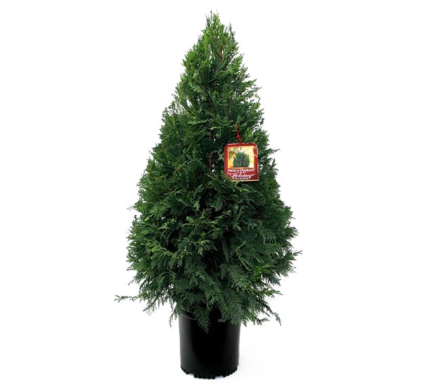 Leyland Cypress Tree 5 gallon for Christmas and Holidays