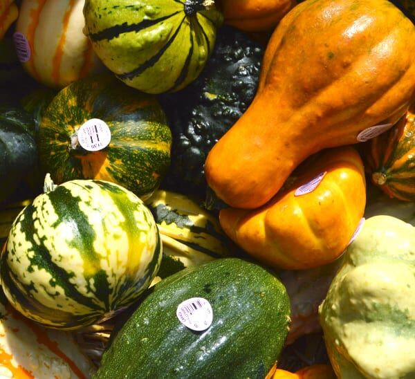 Collection of various Ornamental Gourds