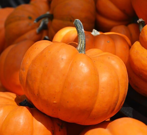 A close up of a Mini Orange Pumpkin among a pile of other Mini Orange Pumpkins.