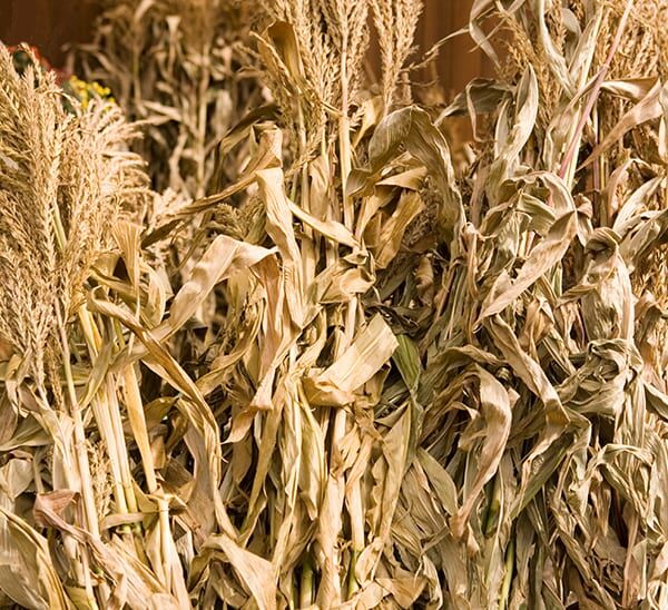 Corn Stalk bundles standing up