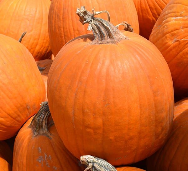 Jack O'Lantern Pumpkin