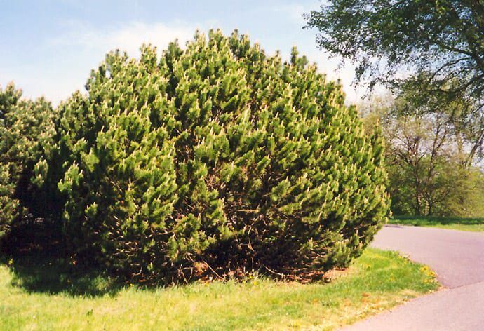 mugo pine