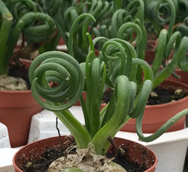 Albuca Frizzle Sizzle