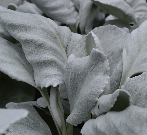 Angel Wings® Senecio